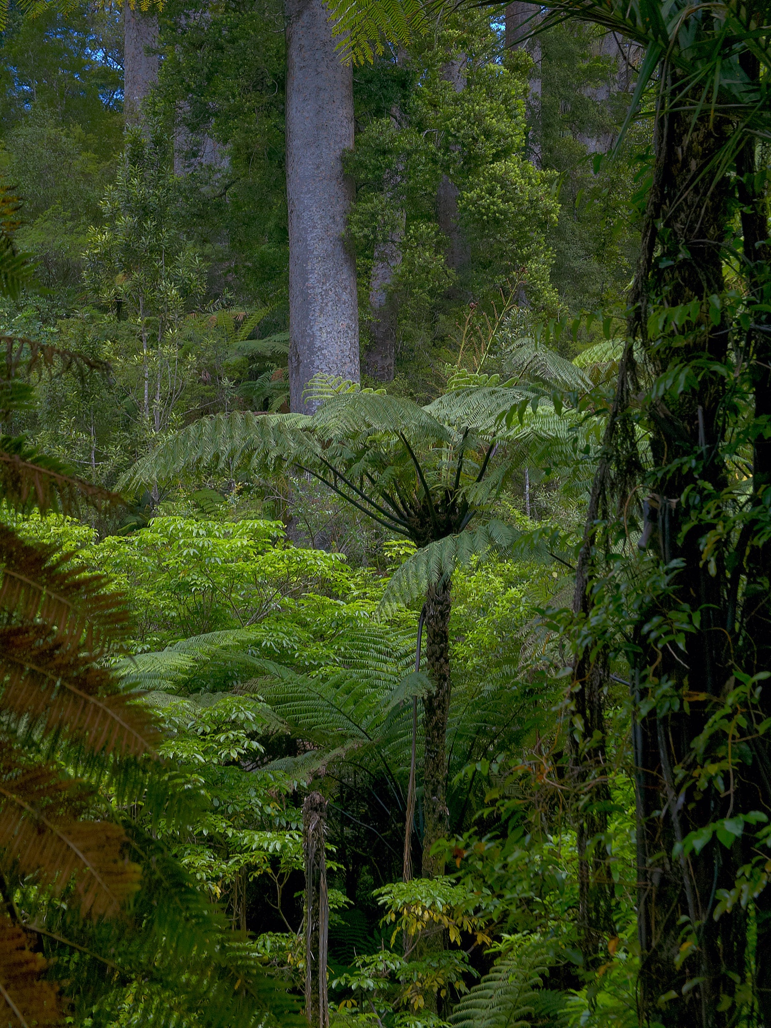 Kaori Bäume im Waipoa forest